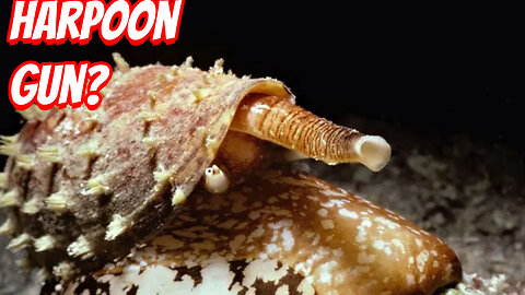 How Deadly is the Sea cone snails