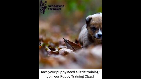 Puppy Training Class