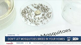 Don't let mosquitoes breed in your home