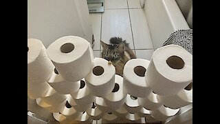 Watch This Maine Coon Take On The Toilet Paper Challenge