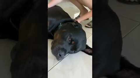 Samson the Rottweiler is getting belly rubs.