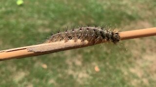 Strange Caterpillar looks for a new home