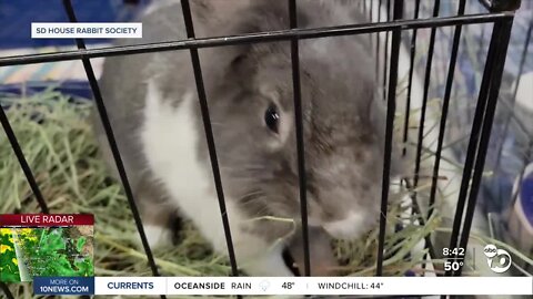 Adopt a rescued rabbit month