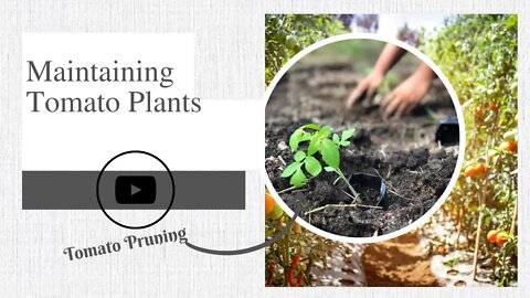 How to Maintain Tomato Plants on a Urban Homestead| How to Prune Tomato Plants