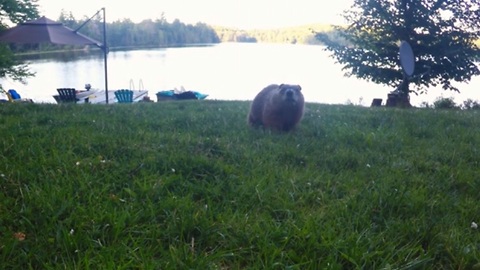 Funny gopher realizes he's secretly being filmed