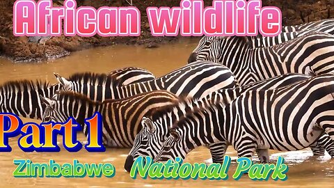 Amazing Wildlife Of Zimbabwe African Wildlife_Hwange National Park-Beautiful Relaxing Music Part 1
