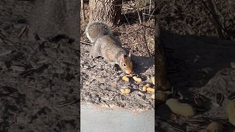 Sharing A Meal II Hairy Woodpecker & Brown Squirrel