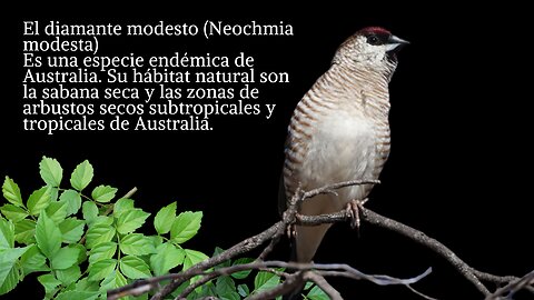 El diamante modesto (Neochmia modesta) ​ es una especie de ave paseriforme propia de Australia.Es un ave robusta, con un pico fuerte y una cola larga, mide unos 15 cm de largo.