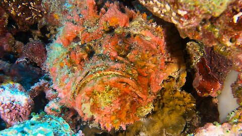 The world's most venomous fish has perfect camouflage