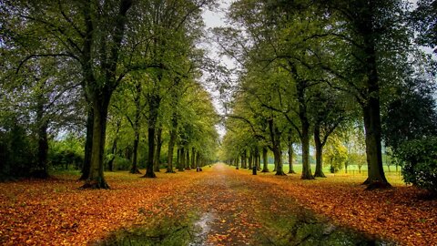 Rain in puddles on an autumn colored path in Preston, Lancashire
