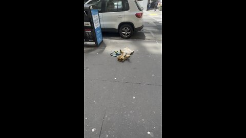 Dog playing dead NYC
