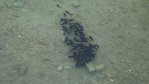 Flock of black tadpoles swimming in a gray green muddy shallow pond (2)
