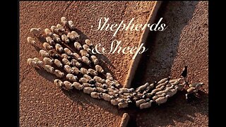 Shepherds and Sheep - Faithful Shepherds