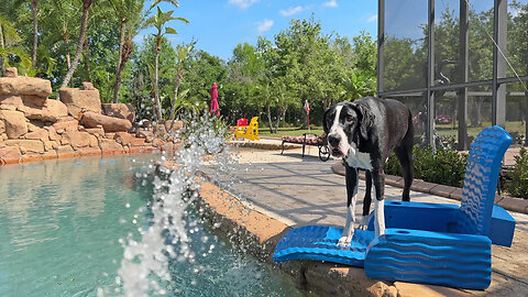 Great Dane Loves To Drink From The Pool Hose