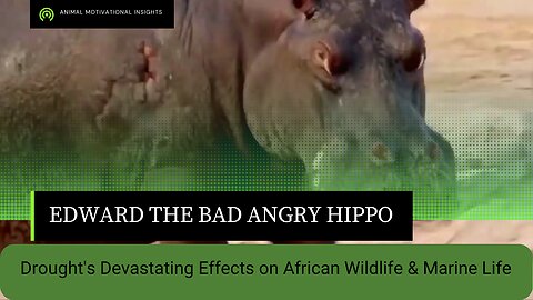 EDWARD THE BAD ANGRY HIPPO - DROUGHTS DEVASTATING EFFECTS ON AFRICAN WILDLIFE AND MARINE LIFE
