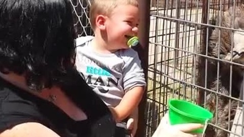Baby can't stop laughing at hungry ostrich