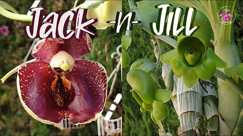 How to Grow Female Catasetum Blooms 😍 In Depth Look at Female Catasetum Blooms #ninjaorchids