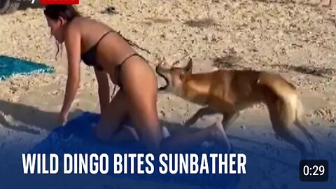 Australia: Dingo bites sunbathing tourist in Queensland #dingo #queensland #australia