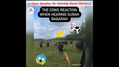 Cow 🐄 Quran or Music ||Cow Reaction Quran