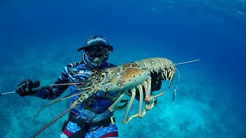 Amazing Catch GIANT LOBSTER for food