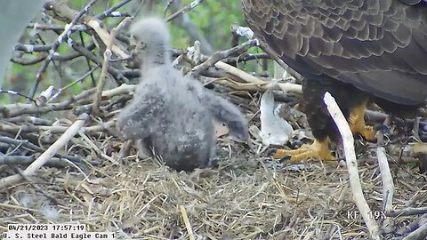 USS Bald Eagle Cam 1 4-21-23 @ 17:56:43 Hop practices his first heraldic pose