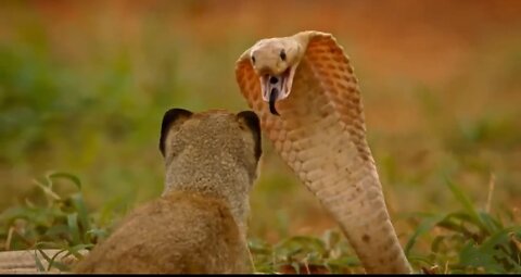 Cobra Versus Mongoose | Love Nature