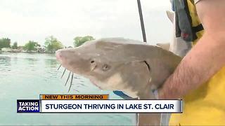 Sturgeon thriving in Lake St. Clair