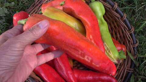 A Basket of Aconcagua Peppers