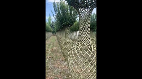 Bottle Cage Lagerstroemia Indica, several plant stems woven to make a vase. 😱