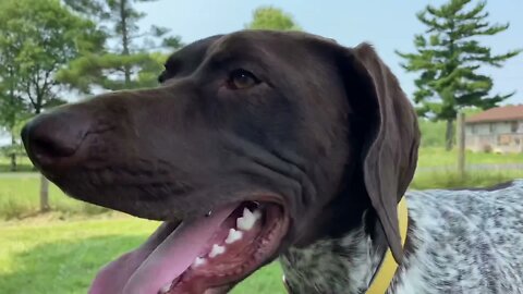 Dog sitting- St. Bernards, Great Dane, German shorthair pointer and mountain cur