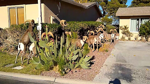 BIGHORNS LUNCHTIME