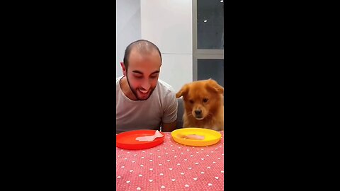 dog eat with human