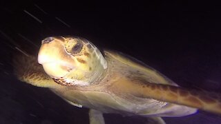 Scuba diver surprised to encounter giant sea turtle on the reef