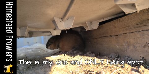 Muskrat Runs TOWARDS "Danger"