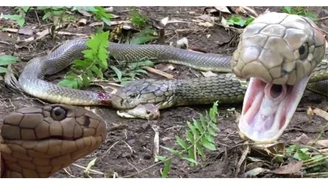 KING Cobra, Attacks & Eats Spitting Cobra - RARE FOOTAGE HD
