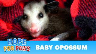 Baby opossum lost his family, so we found him a new family!