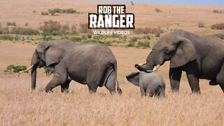 Elephant Bull Meets A Herd | Maasai Mara Safari | Zebra Plains