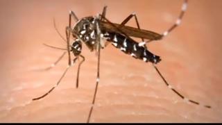 Canyon Co. continues to battle mosquitoes
