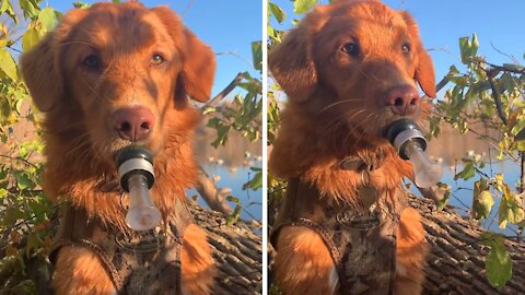 Hunting Dog Tries To Lure Wild Ducks With Duck Call