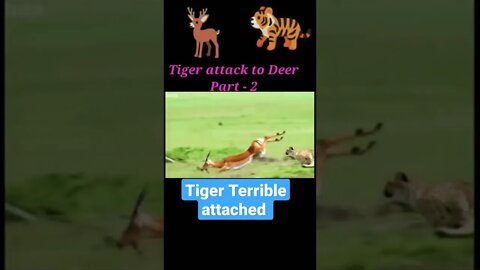 Tiger try to attacked Deer 🦌 part - 2#shorts #shortvideo #youtubeshorts