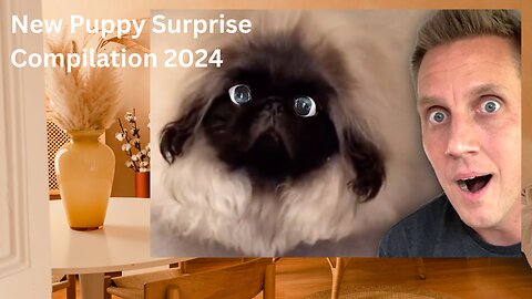 New Puppy Surprise Compilation 2023 | Best puppy surprise reaction ever!! 😆