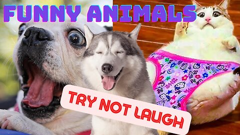 Try not to laugh really funny hot sale