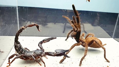 SCORPION vs TARANTULA SPIDERFIGHTING FOR PREY, who will win?