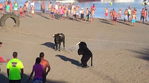 Best Funny Vídeos With Bulls - Clip7/2015 - Terceira Island Bullfights - Azores