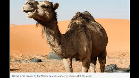 Gripe dos camelos