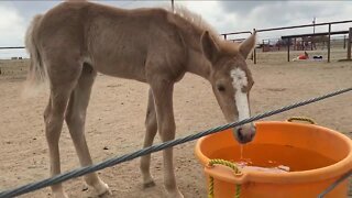 Foal born months after three seemingly pregnant horses rescued from Oklahoma kill pen