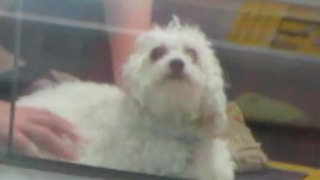 Dog Gets Stuck In Escalator! Hero Firefighters save him!