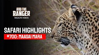 Safari Highlights #700: 30 & 31 July 2022 | Maasai Mara/Zebra Plains | Latest Wildlife Sightings