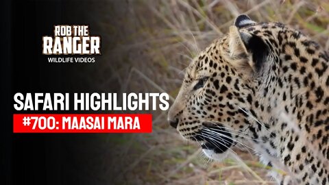 Safari Highlights #700: 30 & 31 July 2022 | Maasai Mara/Zebra Plains | Latest Wildlife Sightings