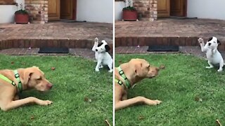 Precious little puppy meets bigger doggy for the first time